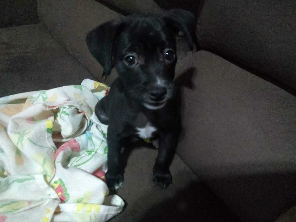 Diário de um cão – O&nbsp;começo