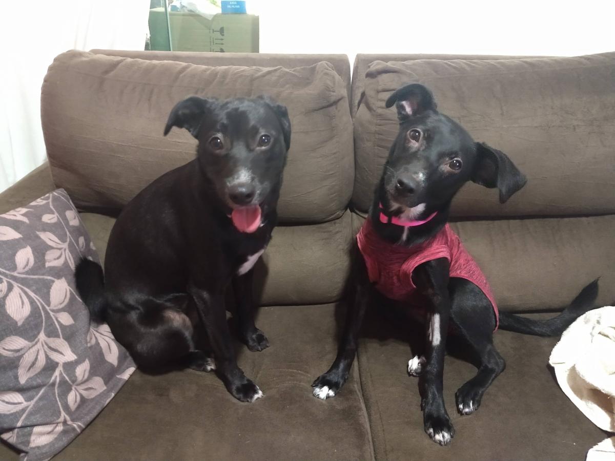 Diário de um Cão – Chegada da Irmã&nbsp;Gêmea