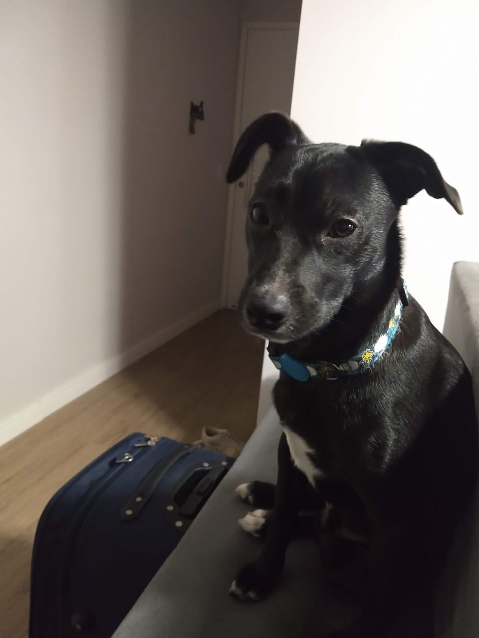 Diário de um Cão – Nossa mudança e uma&nbsp;surpresa…