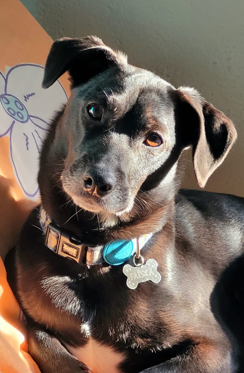 Diário de um Cão – O&nbsp;intruso